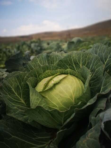 Unique Meanings for Women in Dreaming of Fresh Cabbage