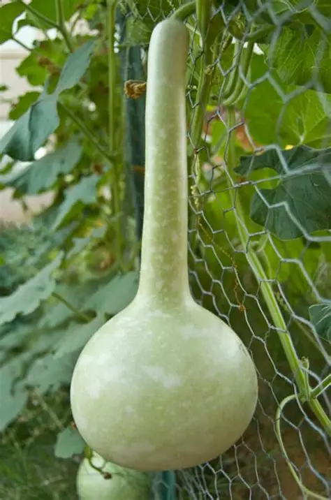 Unleash Your Imagination with a Slumbering Gourd