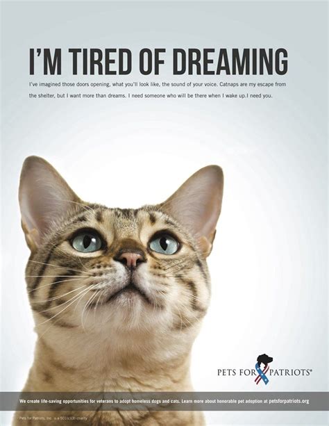 Unleashing Inner Nurturing: Exploring the Depiction of Adopting a Shelter Cat in Dreams