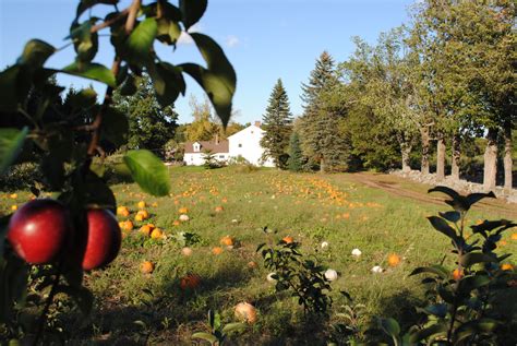 Unleashing the Potential: Planting the Seeds of an Enchanted Orchard