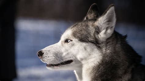 Unlocking the Enigma of Husky Reveries