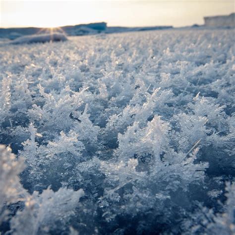 Unlocking the Enigmatic Wonders of the Arctic Frost