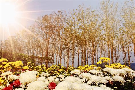 Unlocking the Secrets of Dreams through Chrysanthemum Fields