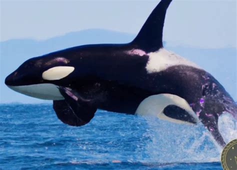 Unlocking the Significance of Dreaming About a Killer Whale