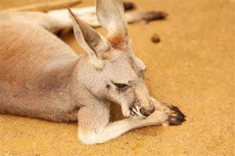 Unlocking the Symbolic Significance of Kangaroos in Dreamscapes