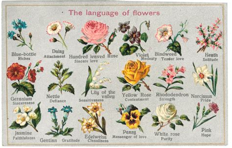 Unlocking the Symbolism of Blooms: Decoding the Language of Flowers