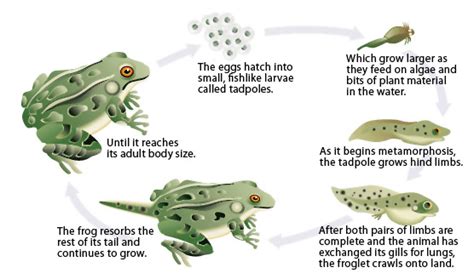 Unlocking the Unanticipated Capability: How Do Amphibians Navigate Through Water with Ease?