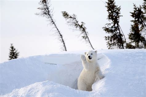 Unprecedented Event: Bear Ventures into a Human Habitat