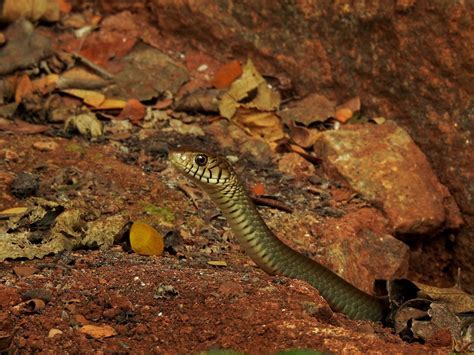 Unprecedented Urban Invasion: Snakes Breaking Boundaries