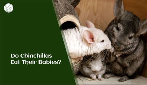 Unraveling Chinchilla Communication: Deciphering Their Vocal and Body Language