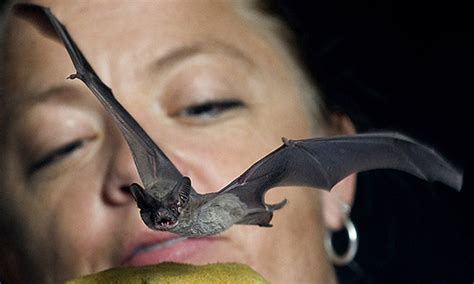 Unraveling Misunderstandings about Bats and Shedding Light on their Significance for Humans