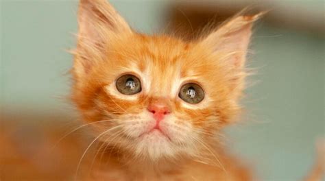 Unraveling the Link Between a Ginger Feline's Color and Personality