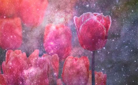 Unraveling the Meaning behind Dreaming about Tulip Blossoms