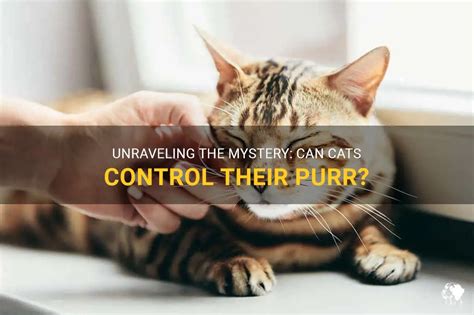 Unraveling the Mystery: Can Felines Influence Their Dreams?