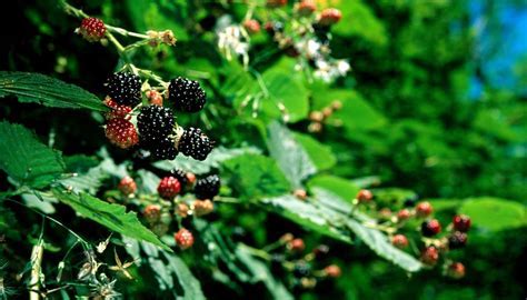 Unraveling the Mystery: Mulberry Fruit and Its Symbolism