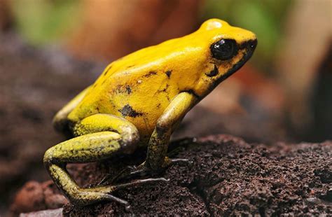 Unraveling the Possible Significance of a Plump Amphibian Encounter