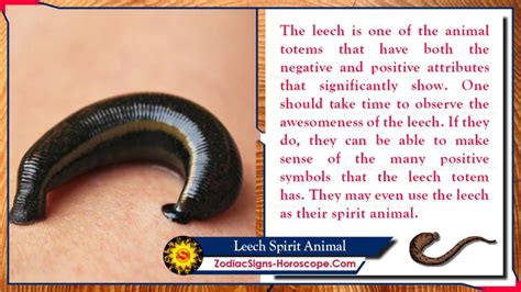 Unraveling the Psychological Interpretation of Leech Dreams