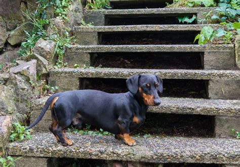 Unraveling the Psychological Significance of a Dachshund in a Lady's Reverie