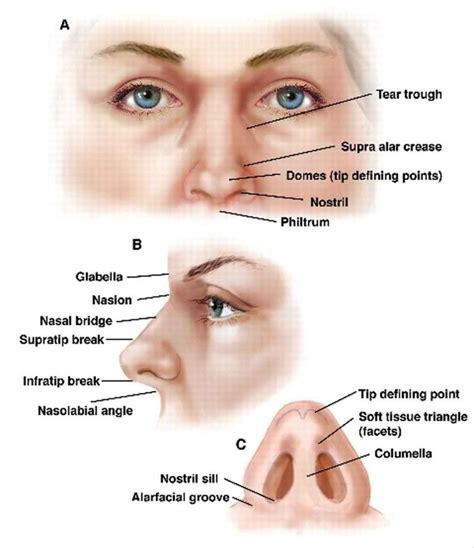 Unraveling the Puzzle: Analyzing the Intricate Details of My Nasal Reverie