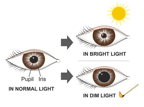 Unraveling the Role of Light and Darkness in Pupil Dreams