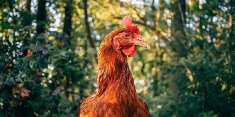 Unraveling the Significance Behind a Live Hen in a Reverie among Women