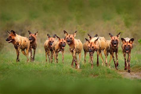 Unraveling the Significance of Canine Predators in Woodland Visions