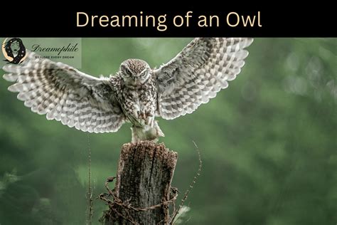Unraveling the Significance of a Gray Owl in a Lady's Subconscious Vision