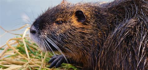 Unraveling the Symbolic Significance of a Nutria Vision: An Intriguing Revelation for Gentlemen