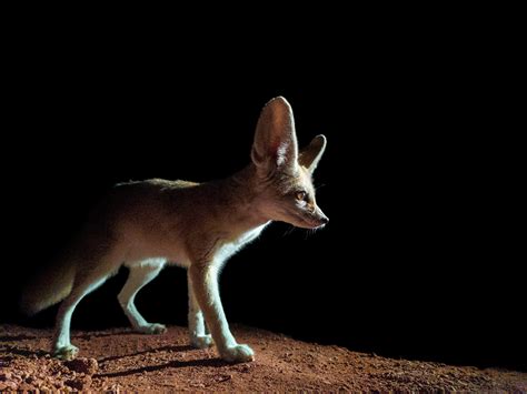 Untangling the Enigmas of Nocturnal Predators