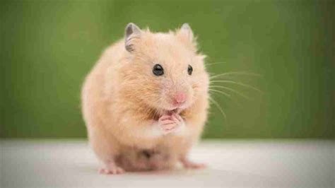 Unusual Night Visitor: A Hamster in my Dream