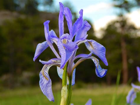 Unusual Phenomenon: An Infant Possessing Rare Sapphire-Colored Irises