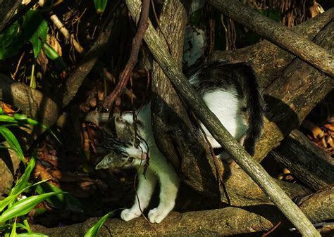 Unveiling a Feline's Fantasies: From Hunting Prey to Exploring New Heights