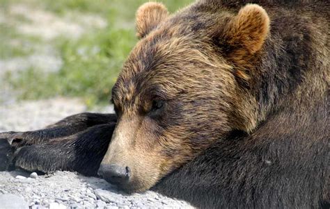 Unveiling the Bear's Connection to Nature