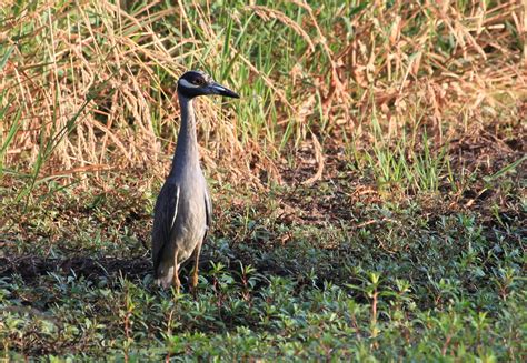 Unveiling the Bizarre and Enigmatic Fantasies of Young Ones Regarding Wetlands