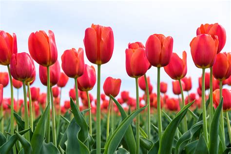 Unveiling the Captivating Beauty of Tulip Blossoms