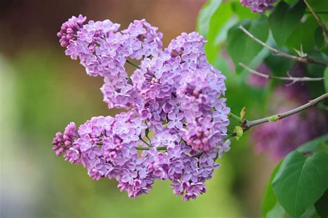 Unveiling the Cultural Significance of Rybnitsa's Lilac Dreams