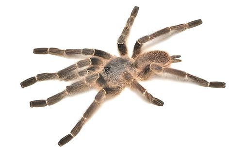 Unveiling the Diversity of Enormous Arachnid Species