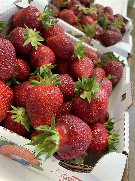 Unveiling the Emotional Connotations of Crimson Strawberries on Lush Shrubs