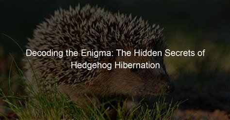 Unveiling the Enigma: Decoding the Secrets of Badger Hibernation