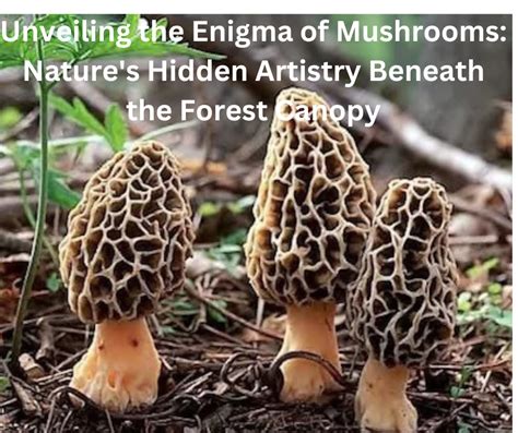 Unveiling the Enigma of Mushroom Reveries