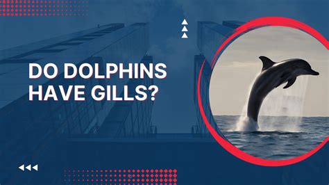 Unveiling the Enigmas of Dolphin Communication