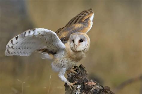 Unveiling the Enigmatic Connotations of an Owl Perched on the Shoulder