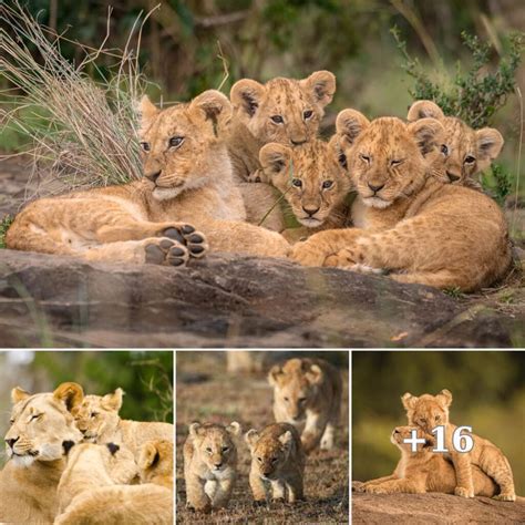 Unveiling the Enigmatic Slumber of Lion Cubs