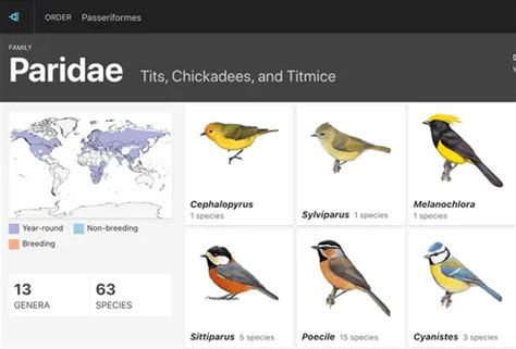 Unveiling the Enigmatic World of Maternal Birds