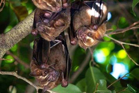 Unveiling the Enigmatic World of Otherworldly Bat Experiences