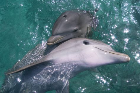 Unveiling the Grace: Dolphin's Skillful Aquatic Maneuvers