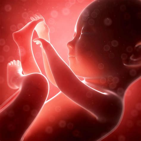 Unveiling the Hidden: The Fantasies of an Unborn Infant