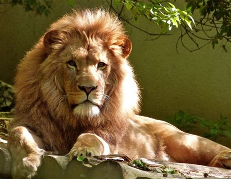 Unveiling the Hidden Messages: Decoding the Lion's Aggression