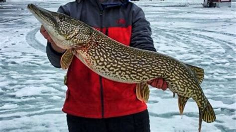 Unveiling the Hidden Messages of the Enormous Pike