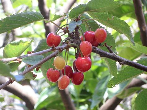 Unveiling the Hidden Significance of the Immature Cherry